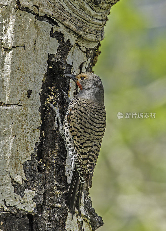 北方闪烁啄木鸟(Colaptes auratus)是在黄石国家公园筑巢的啄木鸟家族的一个中型成员。鸟巢的建筑。